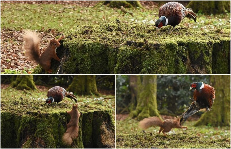 Фотограф запечатлел драматическое нападение белки на фазана из-за пня (5 фото)