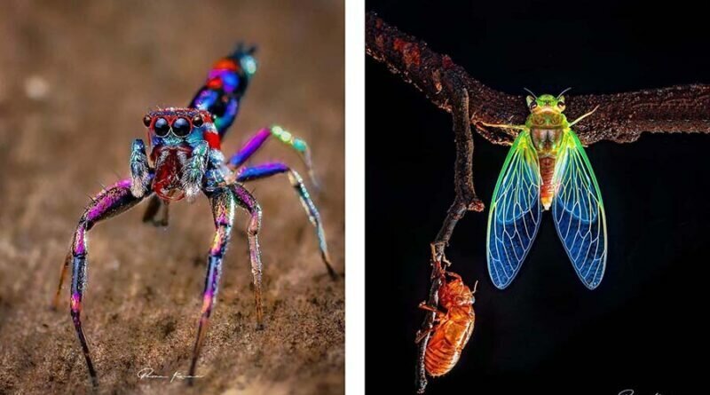 Красочные пауки и другие милые твари от индийского фотографа (72 фото)