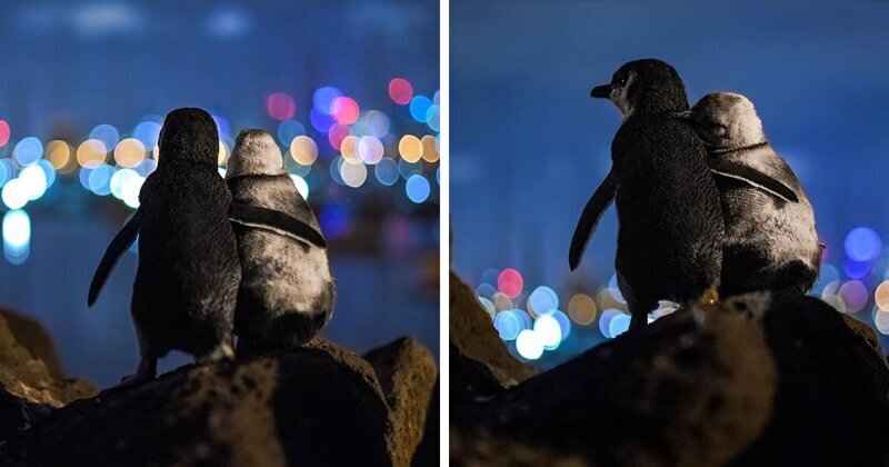 Овдовевшие пингвины на фоне вечернего Мельбурна (3 фото)