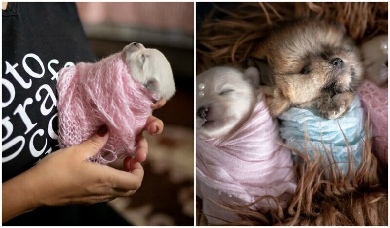 Мимишность зашкаливает: чудесная фотосессия новорожденных щенков (22 фото)