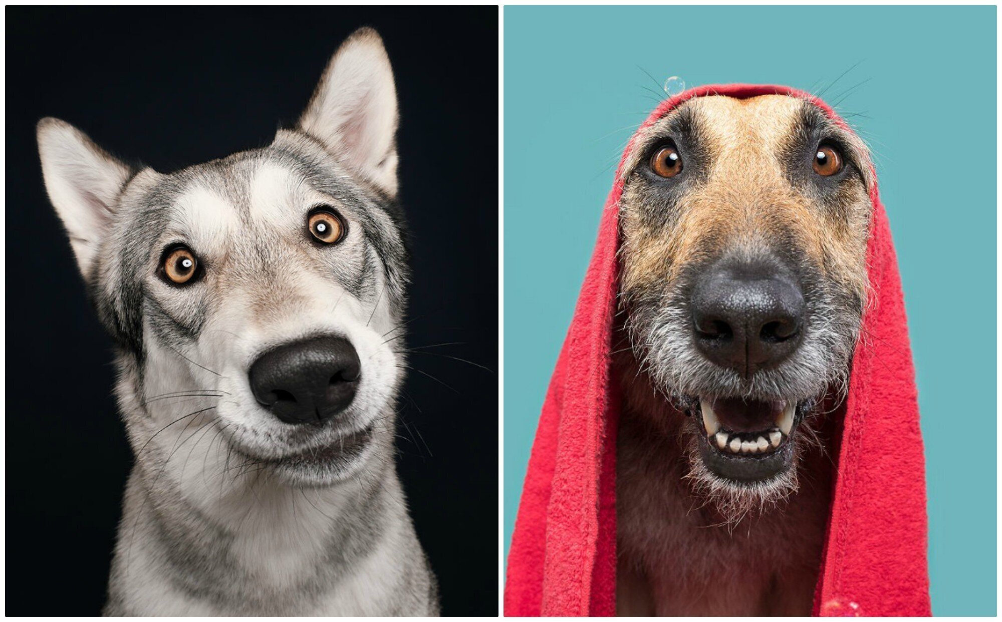 Сплошные эмоции! Забавные портреты собак самых разных пород (21 фото)
