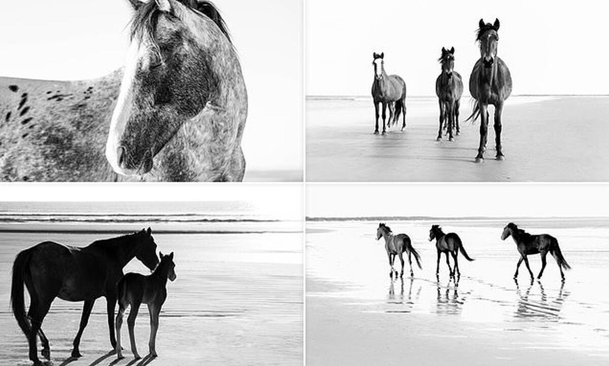 Волшебные фотографии лошадей, которые живут на острове Камберленд (15 фото)