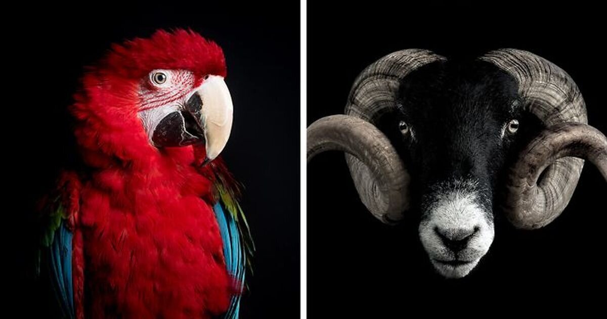 18 минималистичных портретов животных (19 фото)