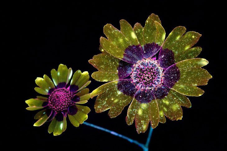 Космические цветы: съемка в ультрафиолете (17 фото)
