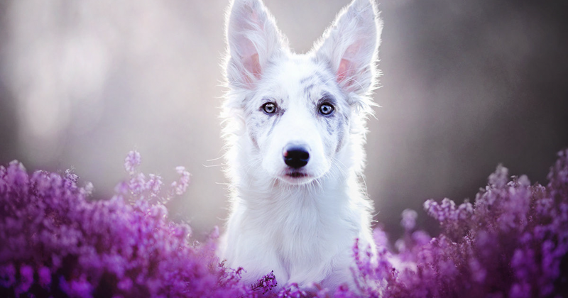 Польский фотограф делает самые красивые фотографии собак в мире (13 фото)