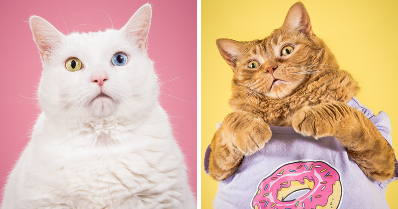 Фотограф делает забавные снимки очень толстых котов (11 фото)