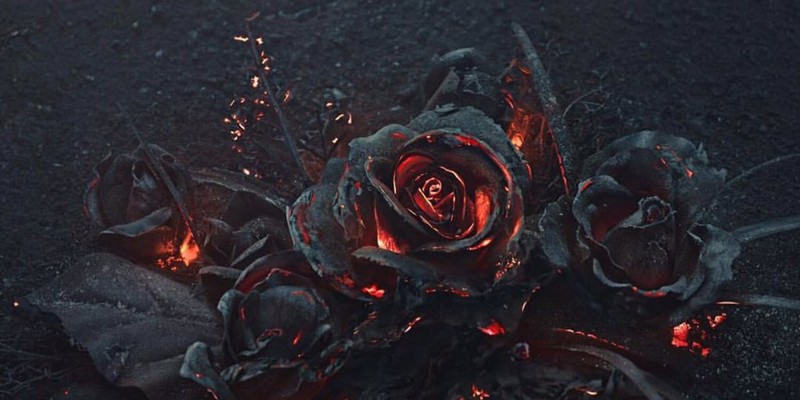 Фотограф сжигает розы ради завораживающих снимков (5 фото)