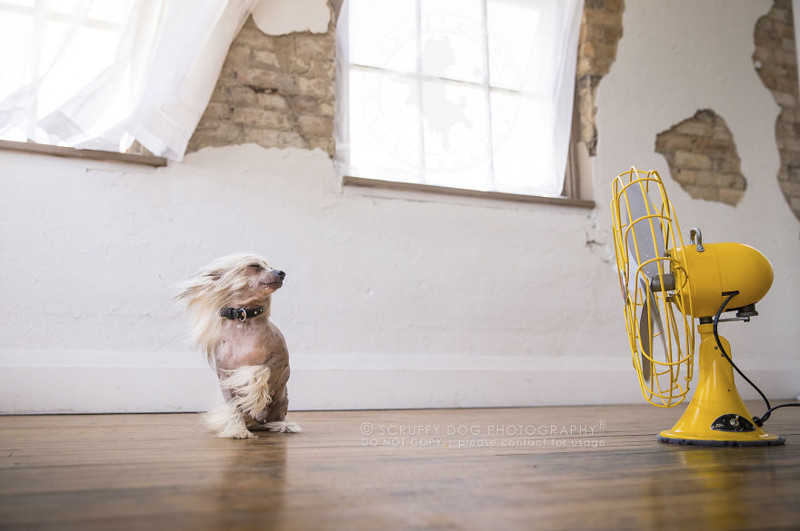 Вентиляторы стали необычным реквизитом для съёмки собак (22 фото)