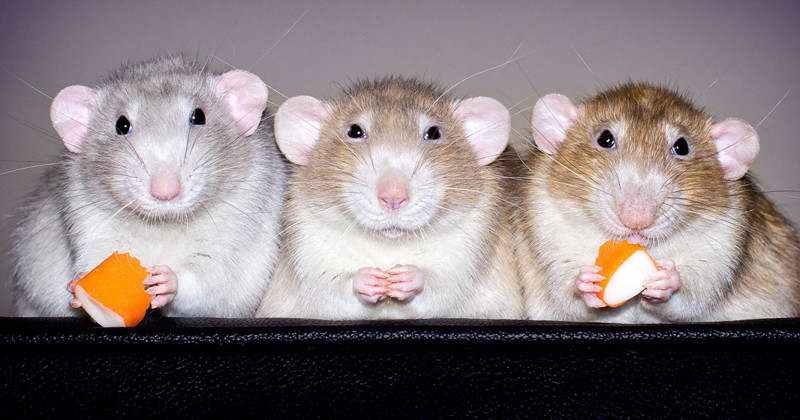 Очаровательные портреты, которые изменят ваше представление о крысах (34 фото)
