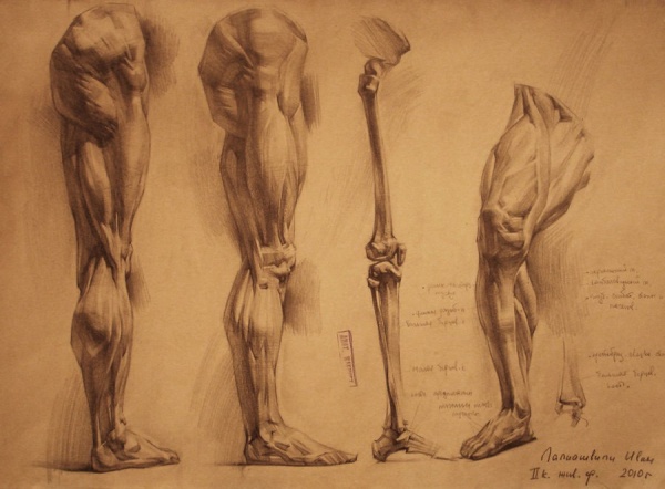 Human anatomy drawing (10 работ)