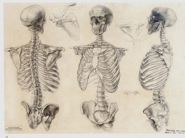 Анатомический рисунок (217 работ)