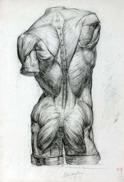 Анатомический рисунок (217 работ)