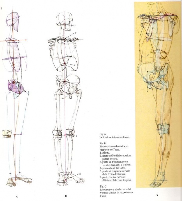 Анатомия. Основные пропорции и узлы (7 работ)
