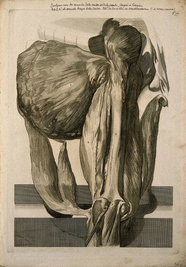 Атлас анатомии (1685). Govard Bidloo (56 работ)