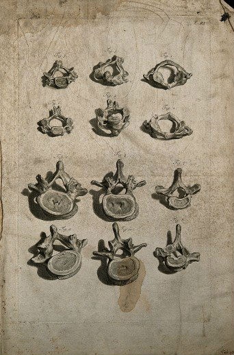 Атлас анатомии (1685). Govard Bidloo (56 работ)