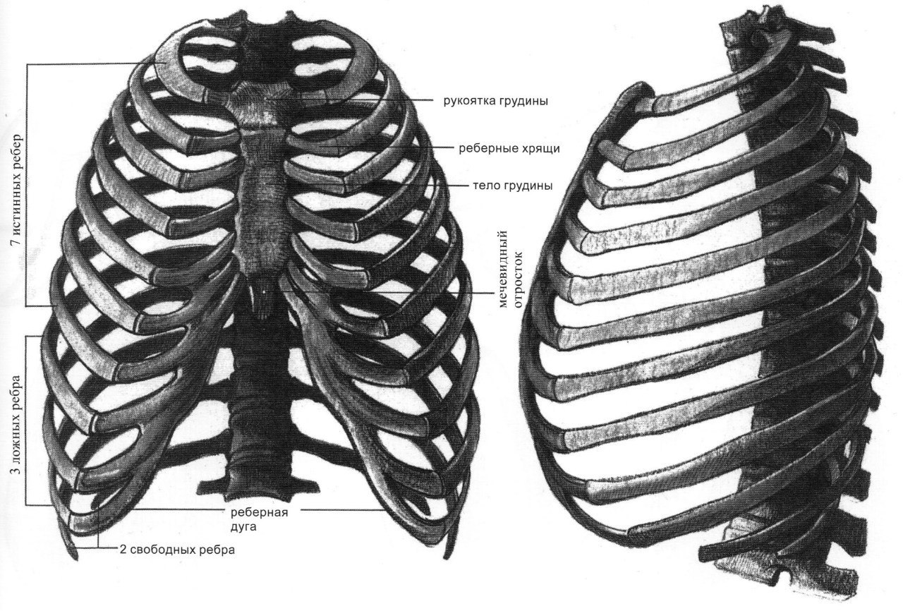 Нижние края ребер. Грудная клетка сбоку рисунок. Рёбра человека строение сбоку. Грудина кости анатомия. Грудная клетка с ребрами и грудиной.