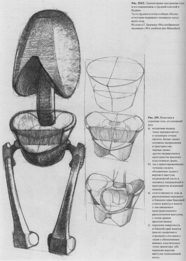 Г. Баммес (Анатомические схемы) (468 работ)