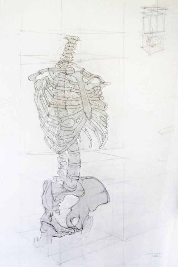 Нарисованный анатомический скелет (10 работ)