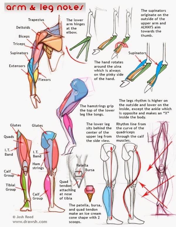 Небольшая подборка материалов по анатомии человека (10 работ)