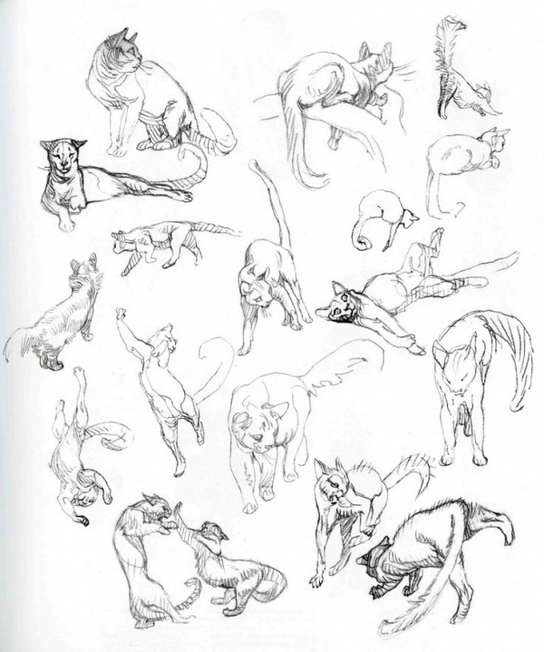 Учимся рисовать животных. Домашние кошки (6 работ)
