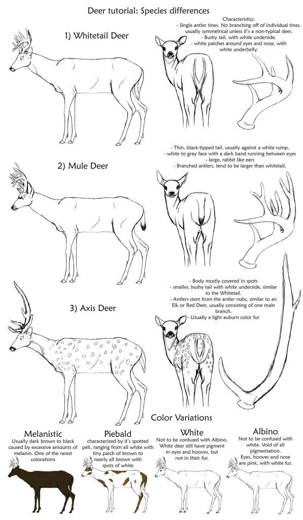 Учимся рисовать животных. Животные (8 работ)