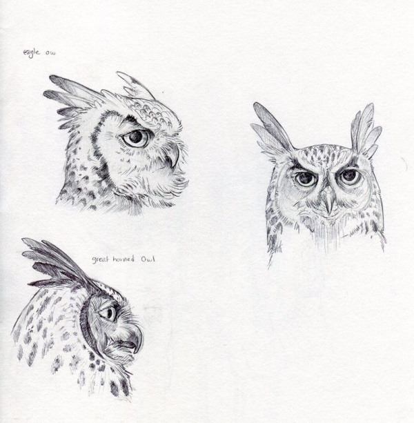 Учимся рисовать животных. Птицы (377 работ)