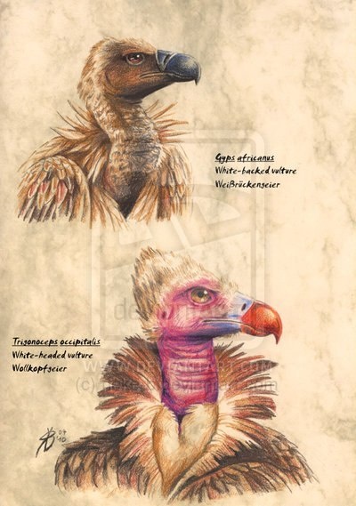 Учимся рисовать животных. Птицы (377 работ)