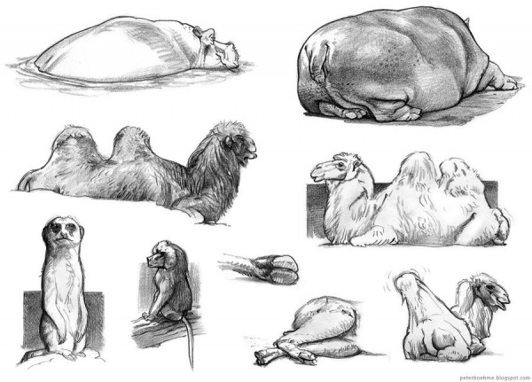 Учимся рисовать животных. Разные животные (365 работ)