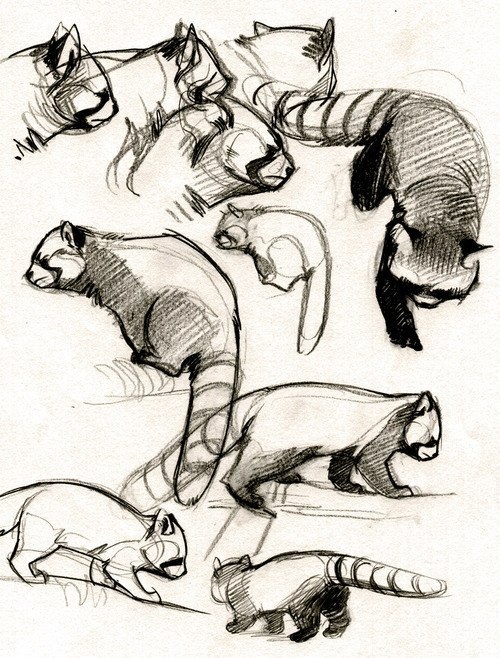 Учимся рисовать животных. Разные животные (365 работ)
