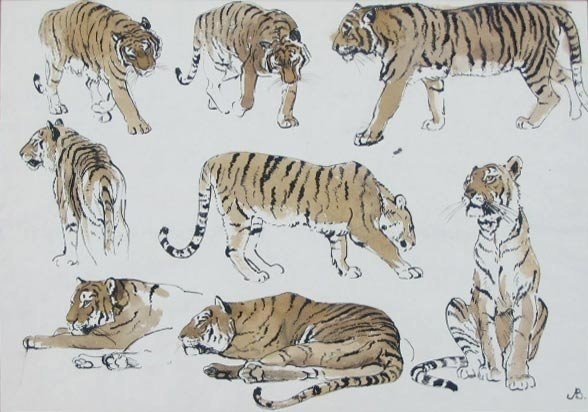 Учимся рисовать животных. Тигры (6 работ)