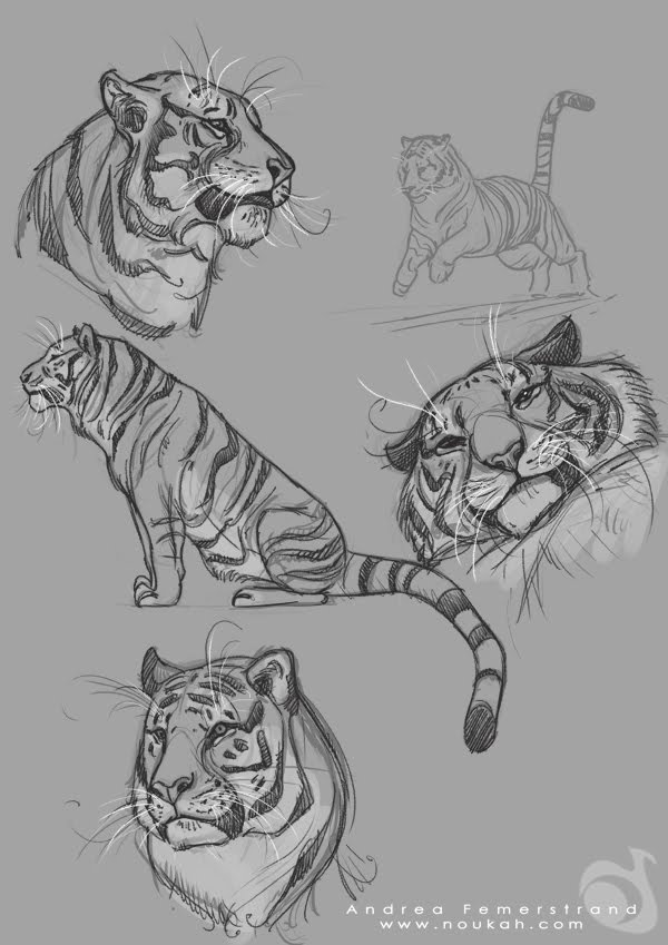 Учимся рисовать животных. Тигры (6 работ)