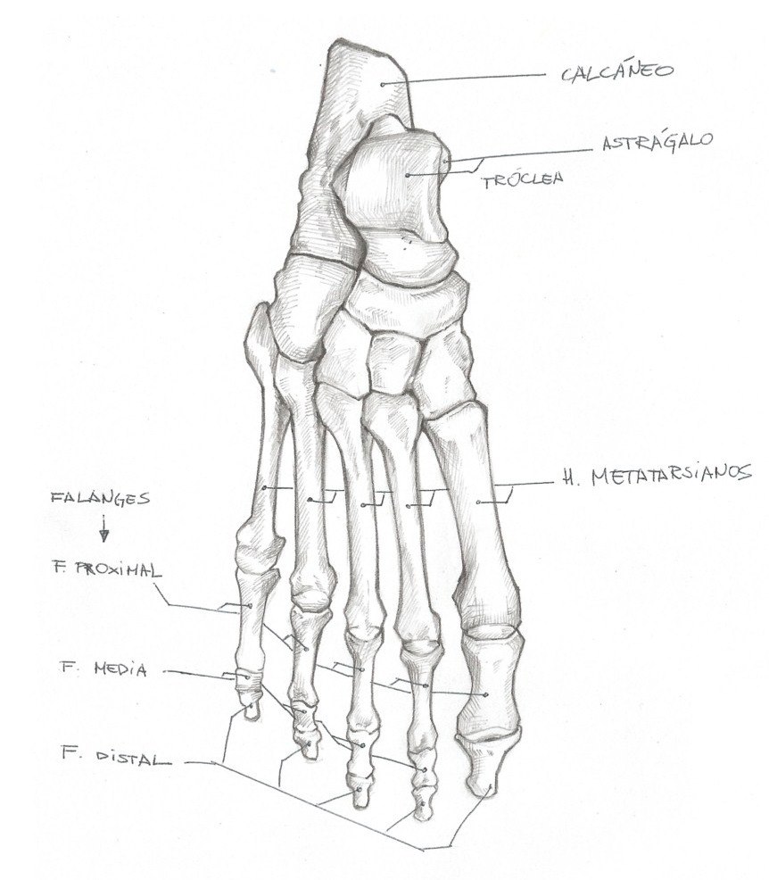 Кости подошвы. Анатомия костей стопы. Стопа анатомия строение кости. Стопа кость анатомия человека. Кость стопы анатомия рисунок.