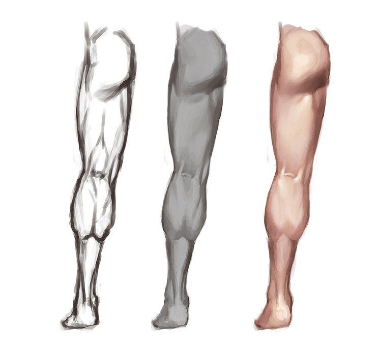 14 legged. Ноги референс анатомия. Анатомия ног человека референс. Ноги референс анатомия анатомия.