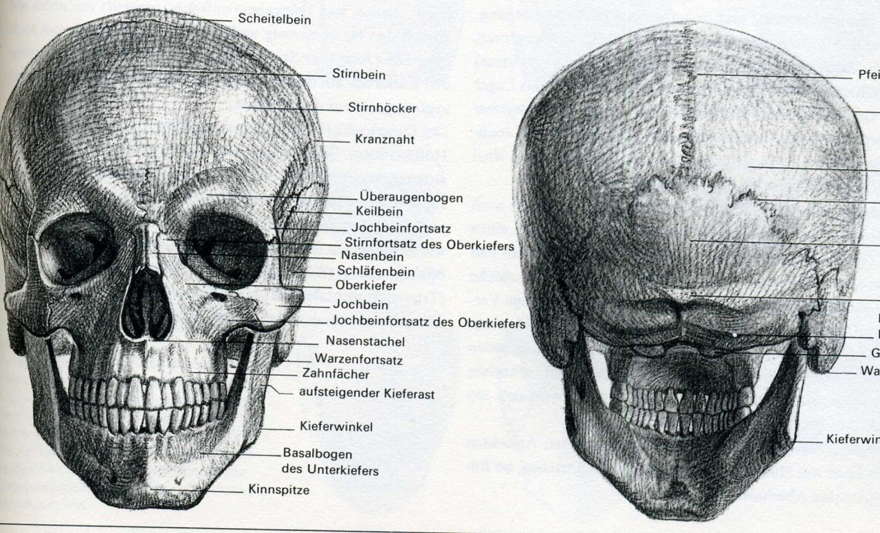 Череп задняя часть. Череп спереди схема. Череп человека Готфрид Баммес. Строение черепа вид спереди.