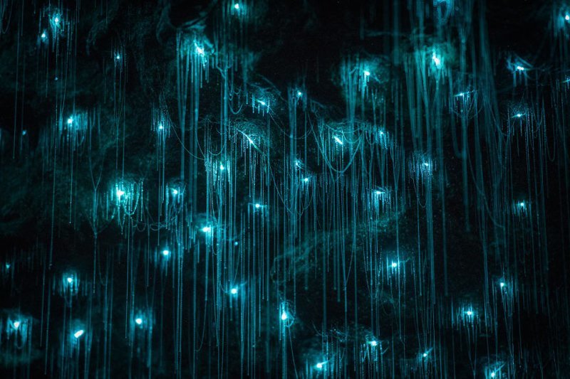 Чудеса Новой Зеландии: светлячки превратили своды пещер Вайтомо в звездное небо (20 фото)