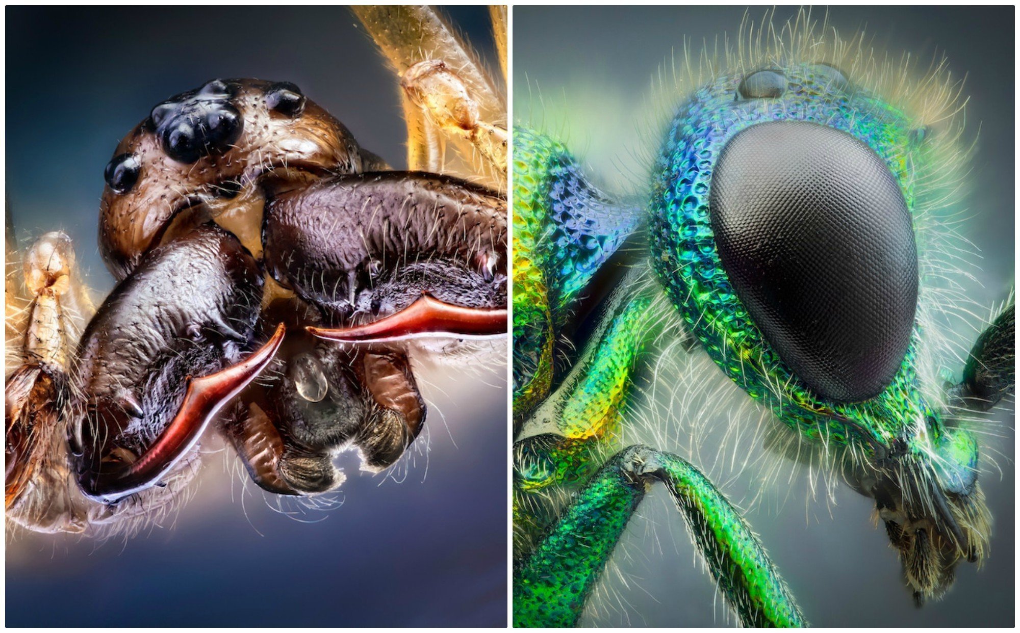"Инопланетные насекомые" от мастера макро-фотографии Джона Халлмена (14 фото)