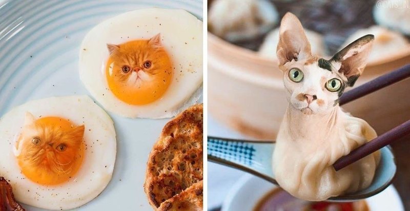 Waiter, there's a cat in my food! - girl adds cats to food using Photoshop (26 photos)