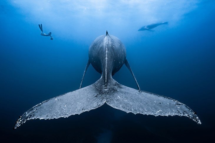 Подводные фотографии с конкурса Ocean Art 2018 (19 фото)