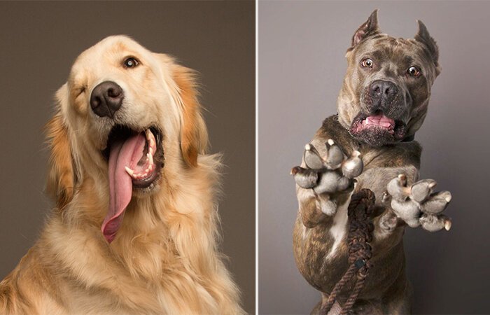 Эмоциональные портреты собак, харизме которых могут позавидовать люди (18 фото)