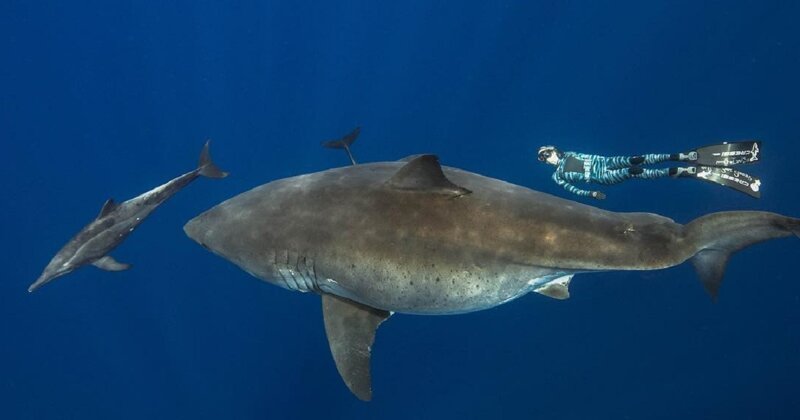 "Танцы с акулами": подводные фотосессии Хуана Олифанта (72 фото)
