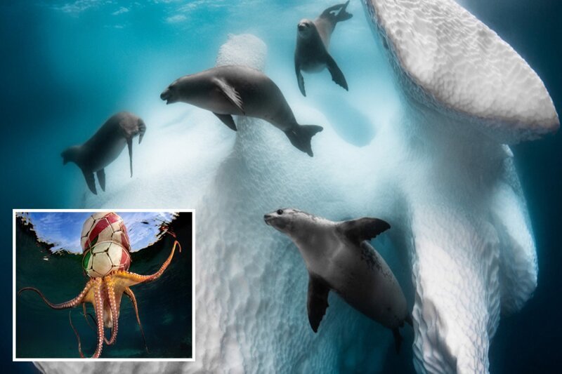 Снимки-победители конкурса подводной фотографии Underwater Photographer of the Year (29 фото)