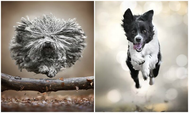 Сколько эмоций! "Летающие" собаки в объективе итальянского фотографа (18 фото)