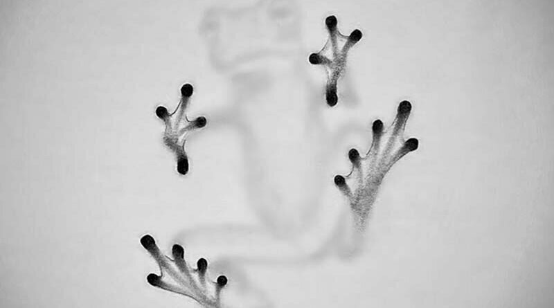 Трёхмерные рисунки Вилли Хсу, которые одновременно прекрасны и жутковаты (29 фото)
