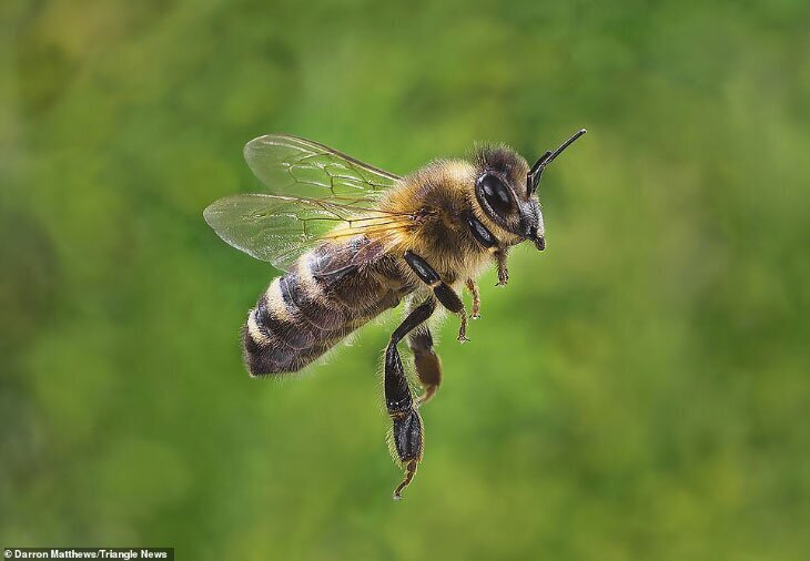 Фотографии пчел. И не только (11 фото)