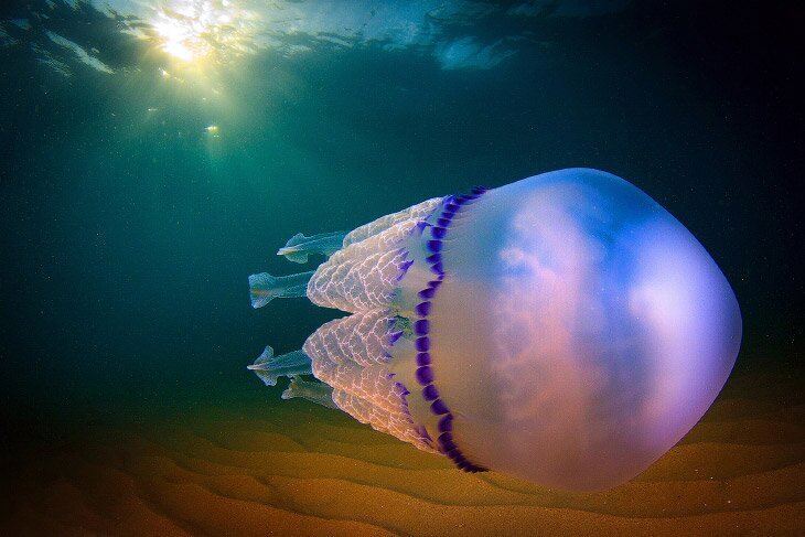 Подробный взгляд на медузу (16 фото)