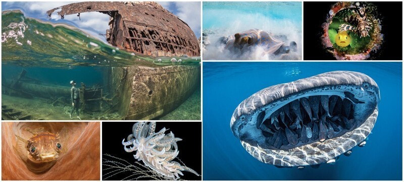 Победители конкурса подводной фотографии Through Your Lens (27 фото)
