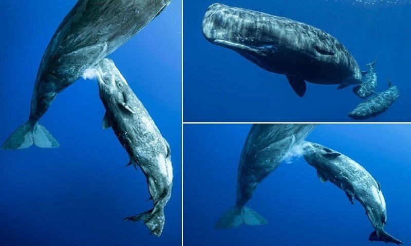 Самка кашалота кормит детеныша: потрясающие подводные фотографии Михаила Коростелева (18 фото)