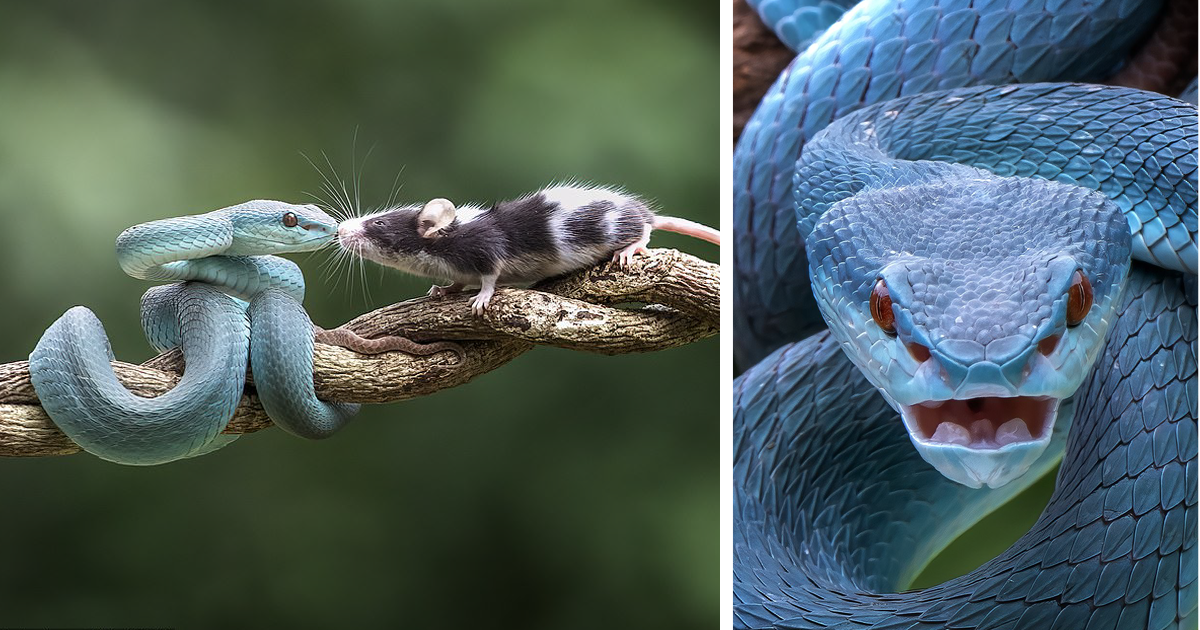 Добром это не кончится: встреча мыши с роскошной голубой гадюкой (9 фото)