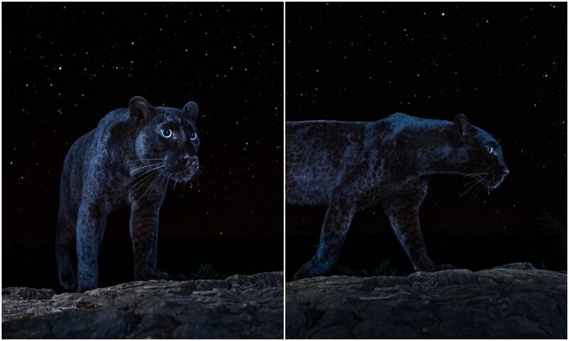 "Неуловимый хищник": потрясающие фото черной пантеры под звездами (6 фото)