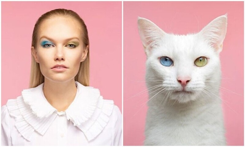 17 фото людей и кошек, которые очень похожи друг на друга (22 фото)